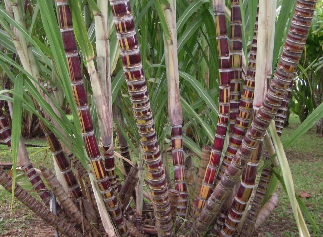 Budidaya Tanaman Tebu Saccharum Officinarum 0171