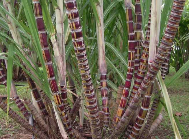 Budidaya Tanaman Tebu Saccharum Officinarum 7432