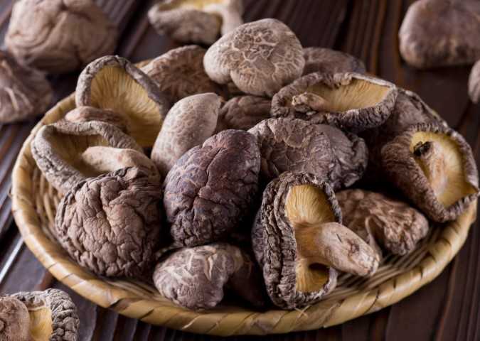 Budidaya Jamur Shiitake  PustakaDunia com